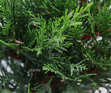 175 tot 200 cm hoog, pot 7.5 liter