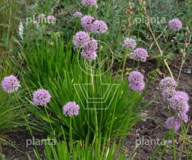 Allium 'Summer Beauty'