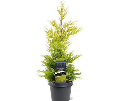50 tot 60 cm hoog, pot 3 liter