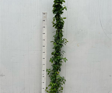175-200, C4, STOK