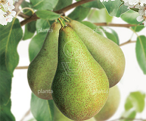 oude knotvorm, stamomtrek 20-25 cm, in pot