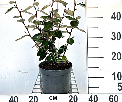 30 tot 40 cm hoog, pot 3 liter