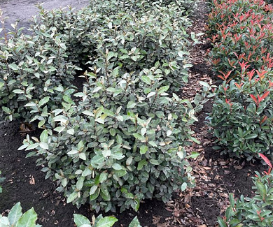 bol, diamter 60 cm, met kluit