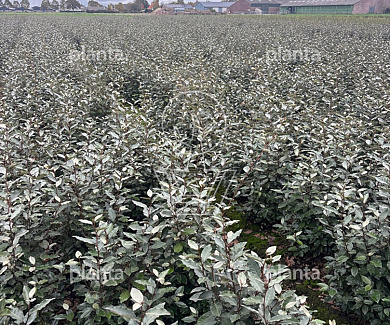 60 tot 80 cm hoog, met kluit