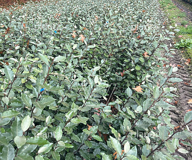 80 tot 100 cm hoog, met kluit