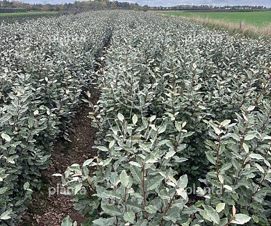 100 tot 125 cm hoog, met kluit