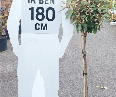 stam 90 cm hoog, in pot