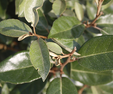 Quick Hedge HAAGELEMENT (L)100x(H)180