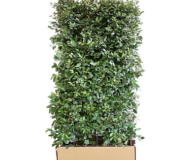 Quick Hedge HAAGELEMENT (L)100x(H)180