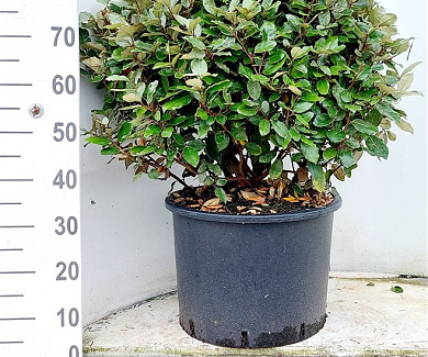 bol, diameter minimaal 60 cm, pot 30 liter