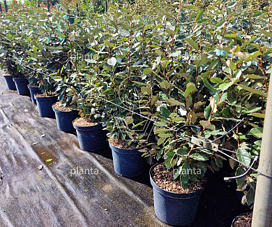 60 tot 80 cm hoog, pot 10 liter