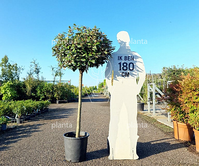 halfstamboom, pot 30 liter