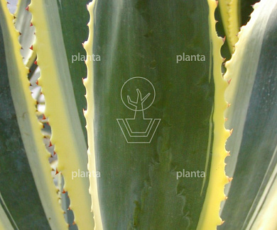 Agave americana 'Variegata'