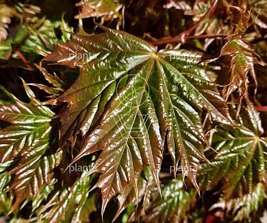 hoogstamboom, stamomtrek 12-14 cm, in pot