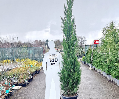 200 tot 250 cm hoog, pot 35 liter