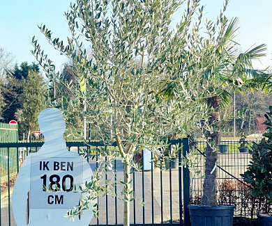 halfstamboom, toscanavorm, stamomtrek 12-14cm, in pot