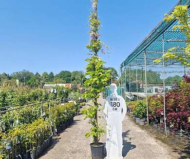 400 tot 450 cm hoog, in pot