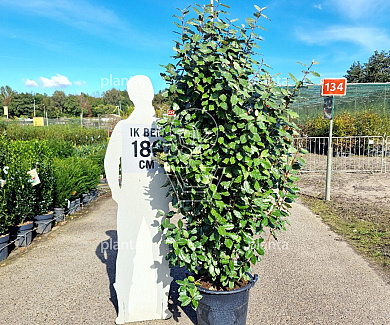 150 tot 175 cm hoog, pot 35 liter