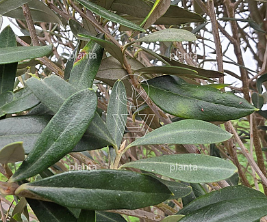 250 tot 300 cm hoog, meerstammig, in pot