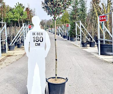 stam 150 cm hoog, stamomtrek 8-10 cm, in pot