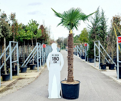 stam 140 tot 160 cm hoog, in pot