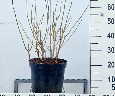 C10, LEV 
