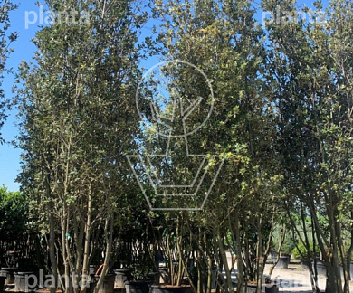 400 tot 450 cm hoog, meerstammig, in pot