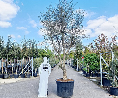 solitaire plant, 350 tot 400 cm hoog, in pot