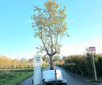 solitaire plant, 400 tot 450 cm hoog, in pot
