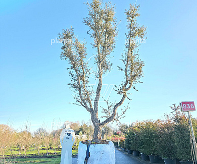 solitaire plant, 500 tot 600 cm hoog, in pot