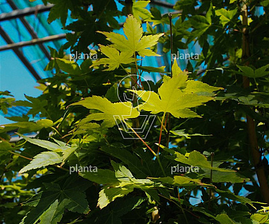 Acer palmatum 'Bi-hoo'
