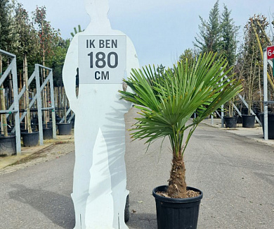 stam 30 tot 40 cm hoog, in pot