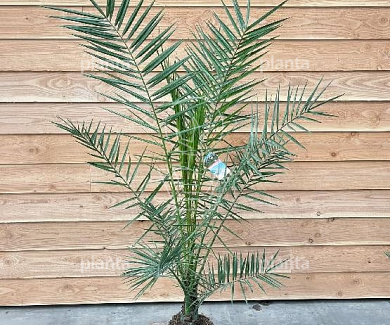 125 tot 150 cm hoog, in pot