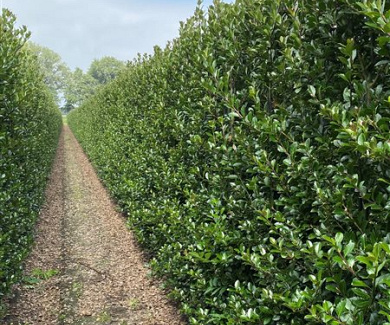 Quick Hedge Haagelement 100cm lang x 200cm hoog