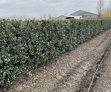 Quick Hedge Haagelement 100cm lang x 150cm hoog