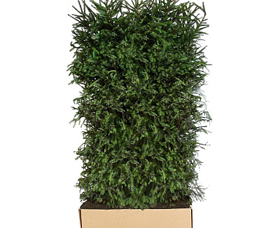 Quick Hedge Haagelement 100cm lang x 200cm hoog