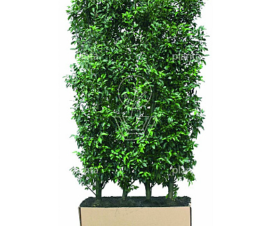 Quick Hedge Haagelement 100cm lang x 200cm hoog