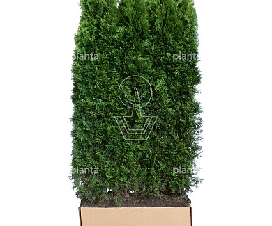 Quick Hedge Haagelement 100cm lang x 200cm hoog