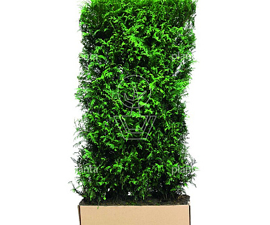 Quick Hedge HAAGELEMENT (L)100x(H)200