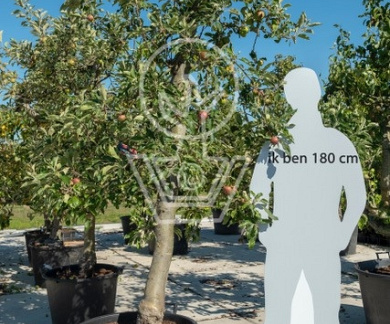  25-30, CONT, OUDE KNOT 