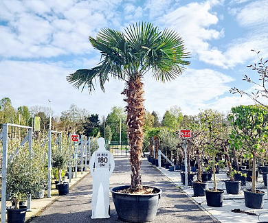 stam 240 tot 260 cm hoog, in pot