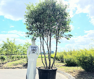 250-300 hoog, meerstammig, solitair, in pot