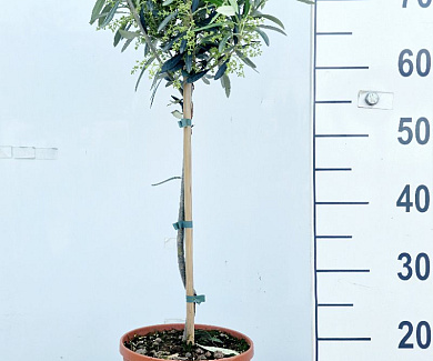 stam 50 tot 60 cm hoog, in pot