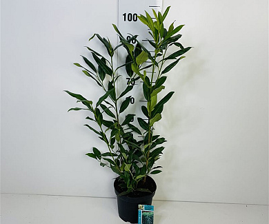  60- 80, C5         