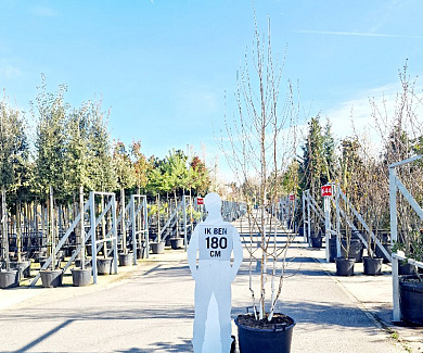 250 tot 300 cm hoog, meerstammig, in pot