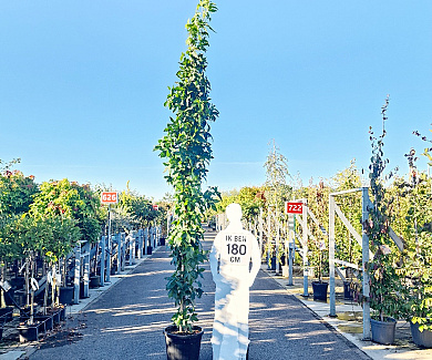 laag vertakte boom, stamomtrek 8-10 cm, in pot