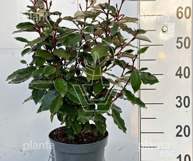 50 tot 60 cm hoog, pot 5 liter