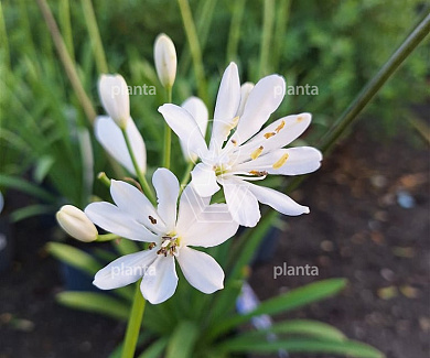 Agapanthus 'Petite Eskimo'