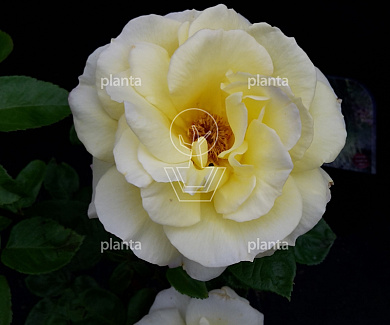 Rosa (F) 'Arthur Bell'