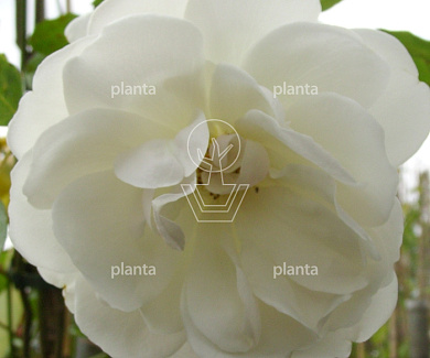 Rosa (K) 'Climbing Schneewittchen'